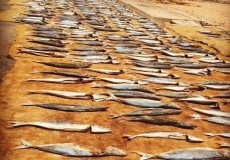 Attractions in Sri Lanka