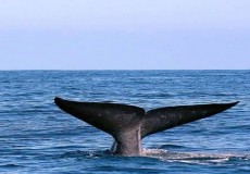 Attractions in Sri Lanka