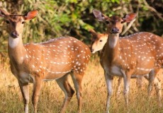 Attractions in Sri Lanka