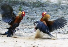 Attractions in Sri Lanka