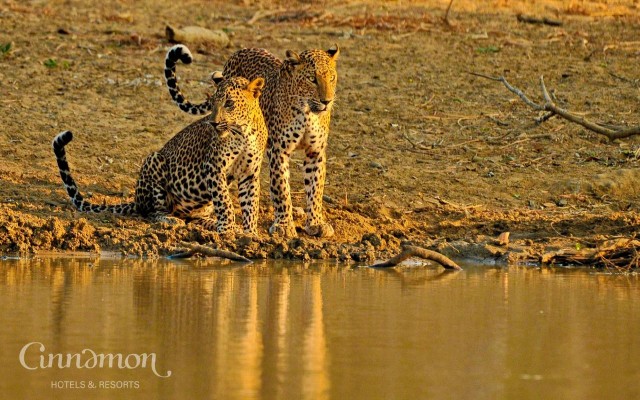 Accommodation in SRI LANKA