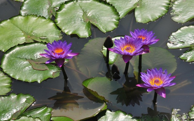 Accommodation in SRI LANKA