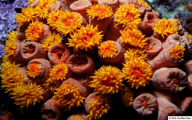 Accommodation in MALDIVES