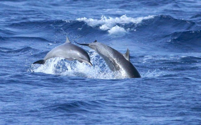 Accommodation in MALDIVES