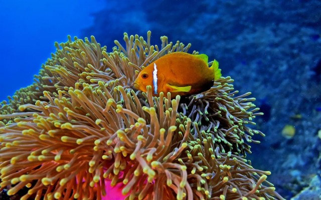 Accommodation in MALDIVES