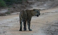LEOPARD TRAILS WILPATTU