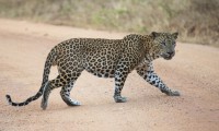 LEOPARD TRAILS YALA