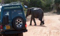YALA - MAHOORA TENTED SAFARI CAMPING
