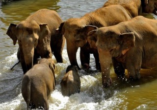 Holidays to SRI LANKA