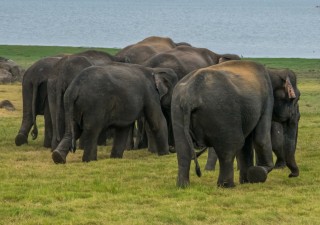 Holidays to SRI LANKA