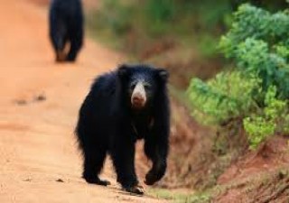 Holidays to SRI LANKA