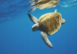 Holidays to SRI LANKA