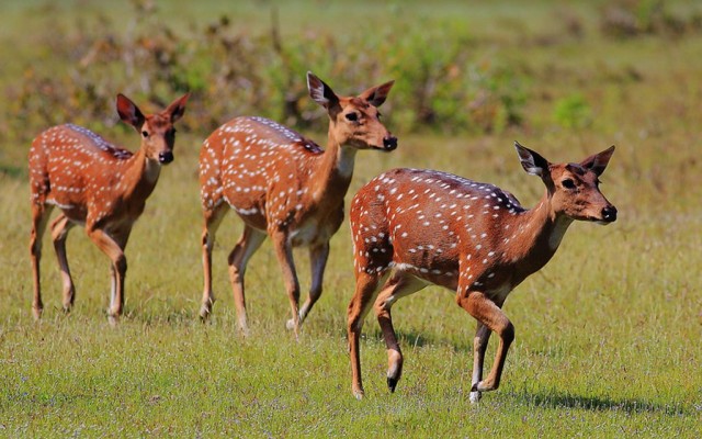 Holidays to SRI LANKA