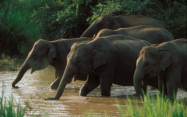 Holidays to SRI LANKA