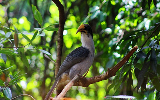 Holidays to SRI LANKA