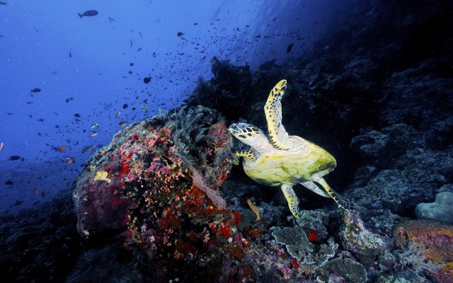 Holidays to MALDIVES