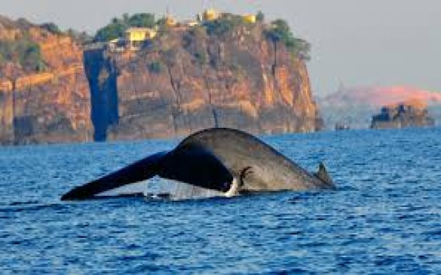 Holidays to SRI LANKA