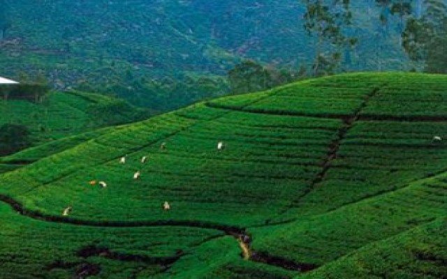 Holidays to SRI LANKA