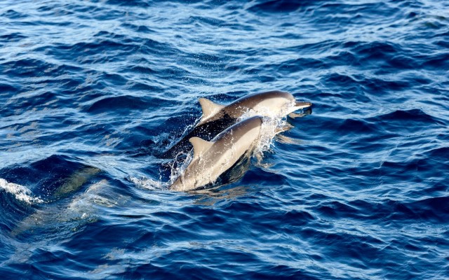 Holidays to MALDIVES