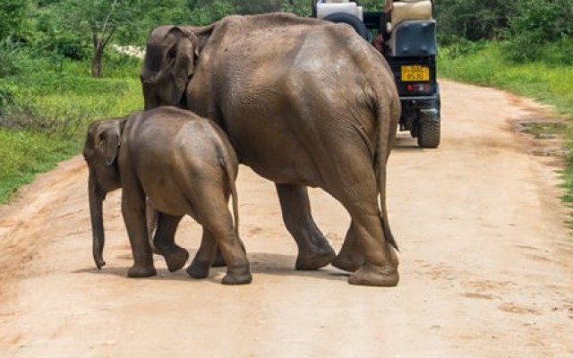 Holidays to SRI LANKA