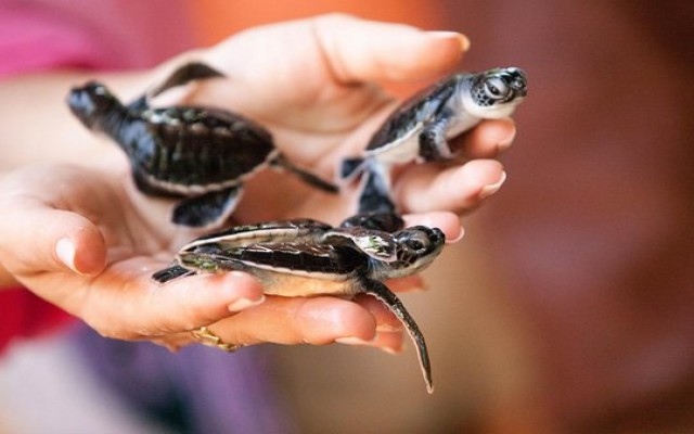 Holidays to SRI LANKA